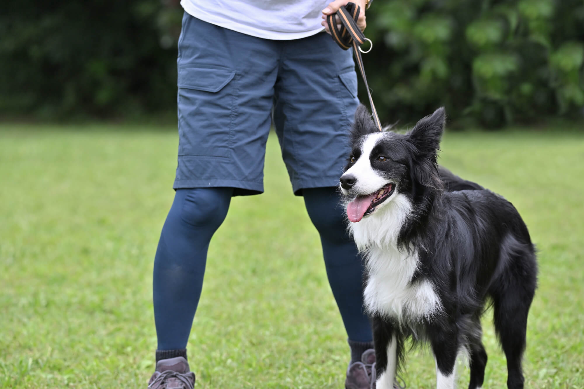 中型犬に合ったリード選びが重要な理由